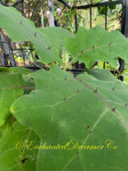 Naranjilla Seeds, Bed of Nails, Lulo, Solanum Quitoense QU0110