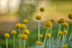 Billy Button Seeds, Craspedia, Billy Balls, Craspedia Globosa CD0150
