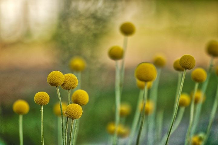 Billy Button Seeds, Craspedia, Billy Balls, Craspedia Globosa CD0150