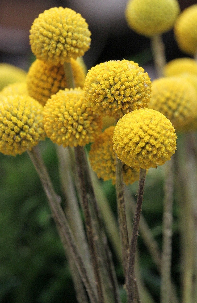 Billy Button Seeds, Craspedia, Billy Balls, Craspedia Globosa CD0150