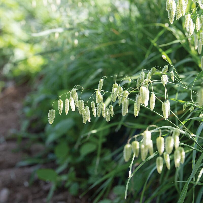 GREATER QUAKING GRASS