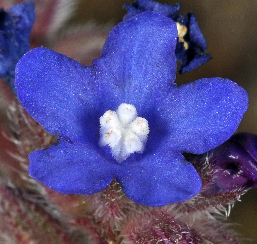 Blue Alkanet Seeds, Alkanet Anchusa Officinalis, AL0120