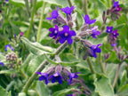 Blue Alkanet Seeds, Alkanet Anchusa Officinalis, AL0120