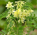 ASTRAGALUS, HUANG QI
