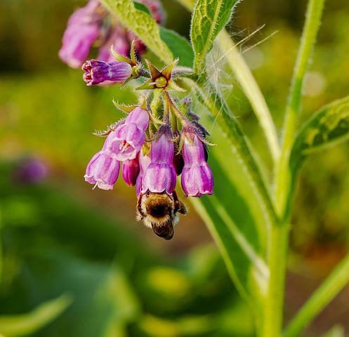Comfrey Seeds, Medicinal Plants, Symphytum Officinale, Blue-Purple Bell Flowers SY4020