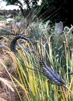 Utrecht Blue Wheat Seeds, Edible and Ornamental, Triticum Durum TR8025