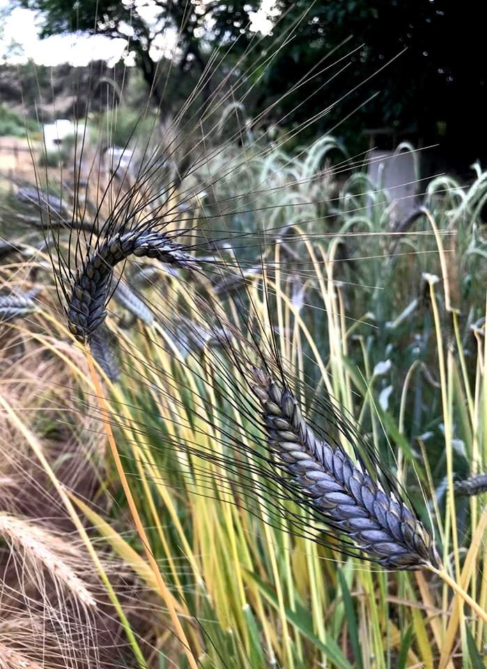 Utrecht Blue Wheat Seeds, Edible and Ornamental, Triticum Durum TR8025