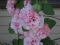 Appleblossom Double Hollyhock Seeds, Alcea Rosea AL8420