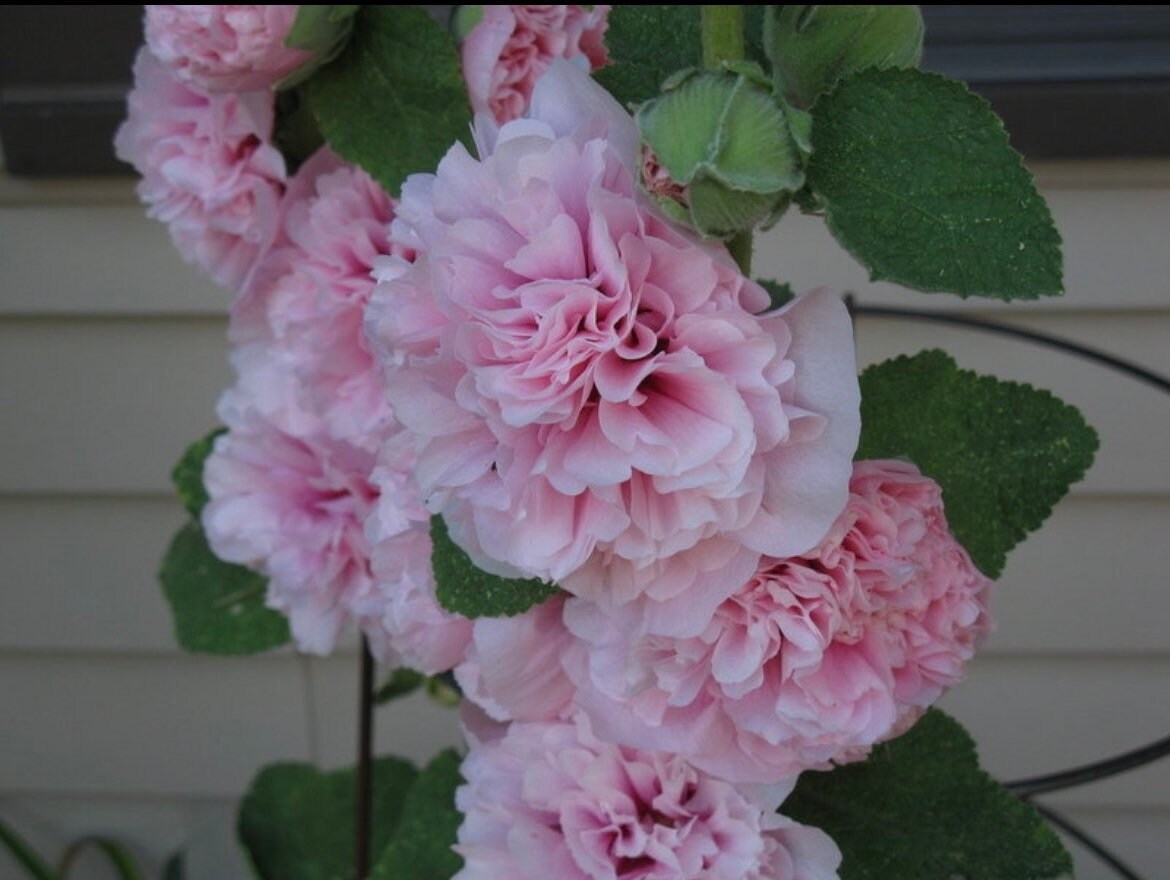 Appleblossom Double Hollyhock Seeds, Alcea Rosea AL8420