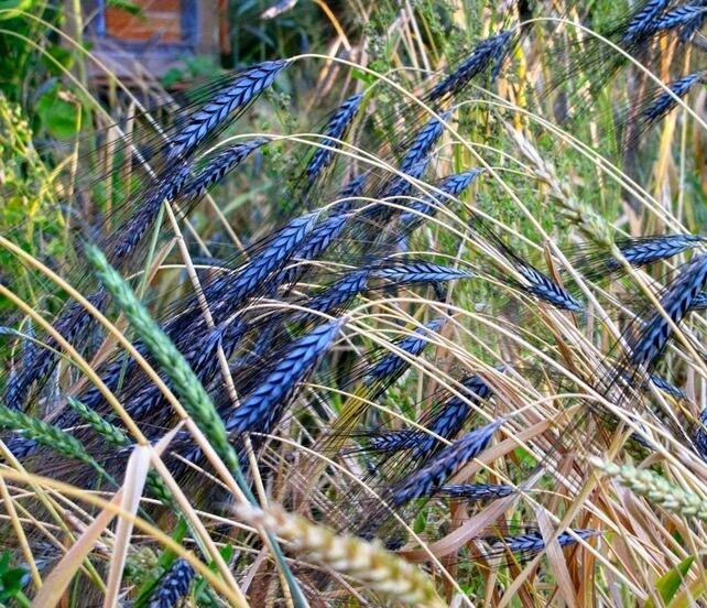 Utrecht Blue Wheat Seeds, Edible and Ornamental, Triticum Durum TR8025