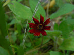 100 Dwarf Red Plains Coreopsis Seeds, Coreopsis Tinctoria Dwarf, North American Native Wildflowers CO431C