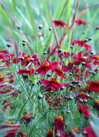 100 Dwarf Red Plains Coreopsis Seeds, Coreopsis Tinctoria Dwarf, North American Native Wildflowers CO431C