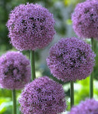 Giant Onion Seeds,  Allium Giganteum AL4225R