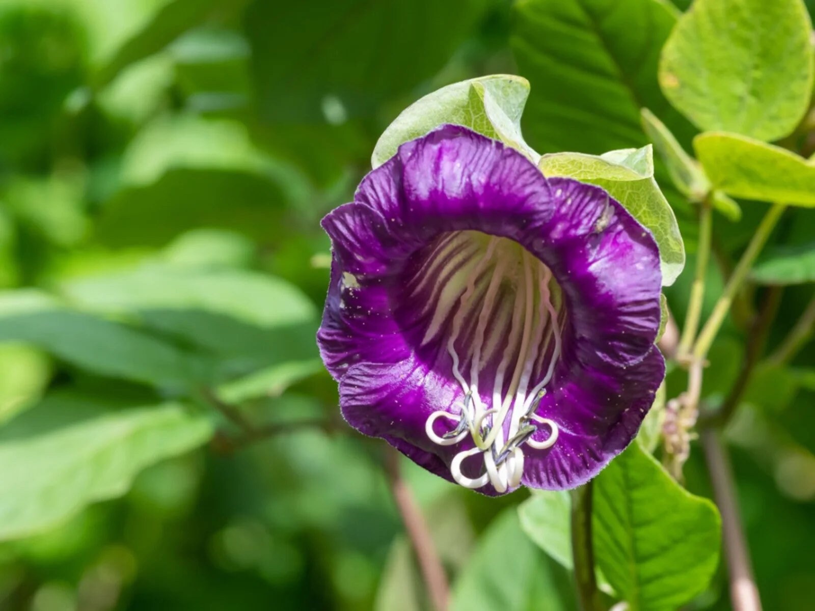 Purple Cup and Saucer Vine Seeds, Cathedral Bells, Cobaea Scandens CB6120