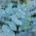 Organic Dwarf Baby Blue Eucalyptus seeds, Indoor House Plant, Eucalyptus Pulverulenta EU0110