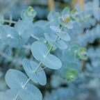 Organic Dwarf Baby Blue Eucalyptus seeds, Indoor House Plant, Eucalyptus Pulverulenta EU0110