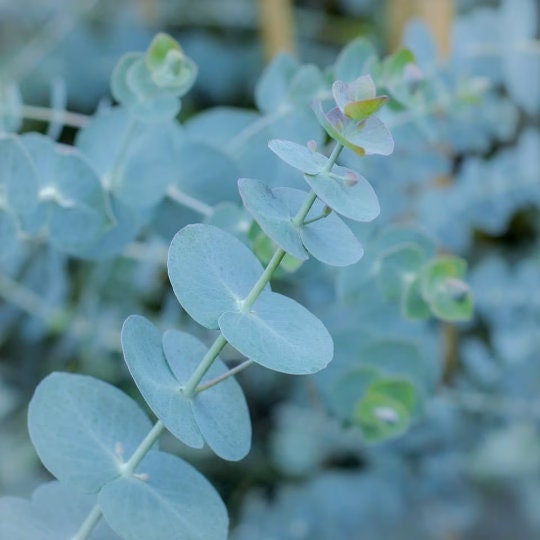 Organic Dwarf Baby Blue Eucalyptus seeds, Indoor House Plant, Eucalyptus Pulverulenta EU0110