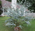 Organic Dwarf Baby Blue Eucalyptus seeds, Indoor House Plant, Eucalyptus Pulverulenta EU0110