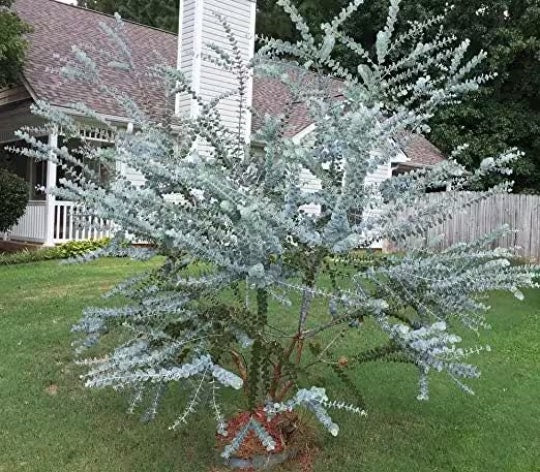 Organic Dwarf Baby Blue Eucalyptus seeds, Indoor House Plant, Eucalyptus Pulverulenta EU0110
