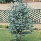 Organic Dwarf Baby Blue Eucalyptus seeds, Indoor House Plant, Eucalyptus Pulverulenta EU0110