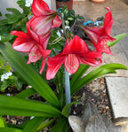 Amaryllis ‘Samson’s Red Apple’ Seeds, Fresh Seed, Hippestratum AM4010