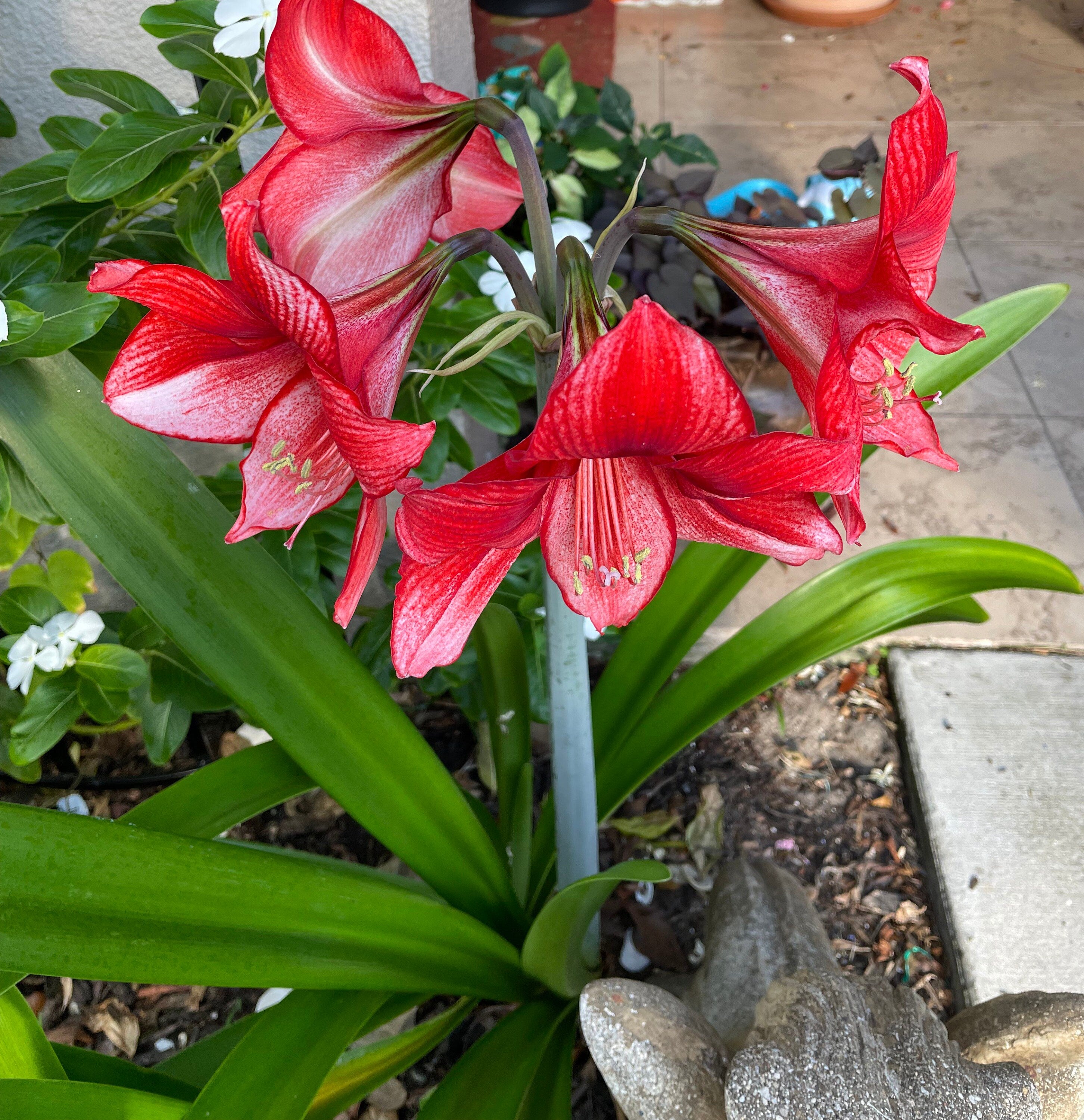 Amaryllis ‘Samson’s Red Apple’ Seeds, Fresh Seed, Hippestratum AM4010