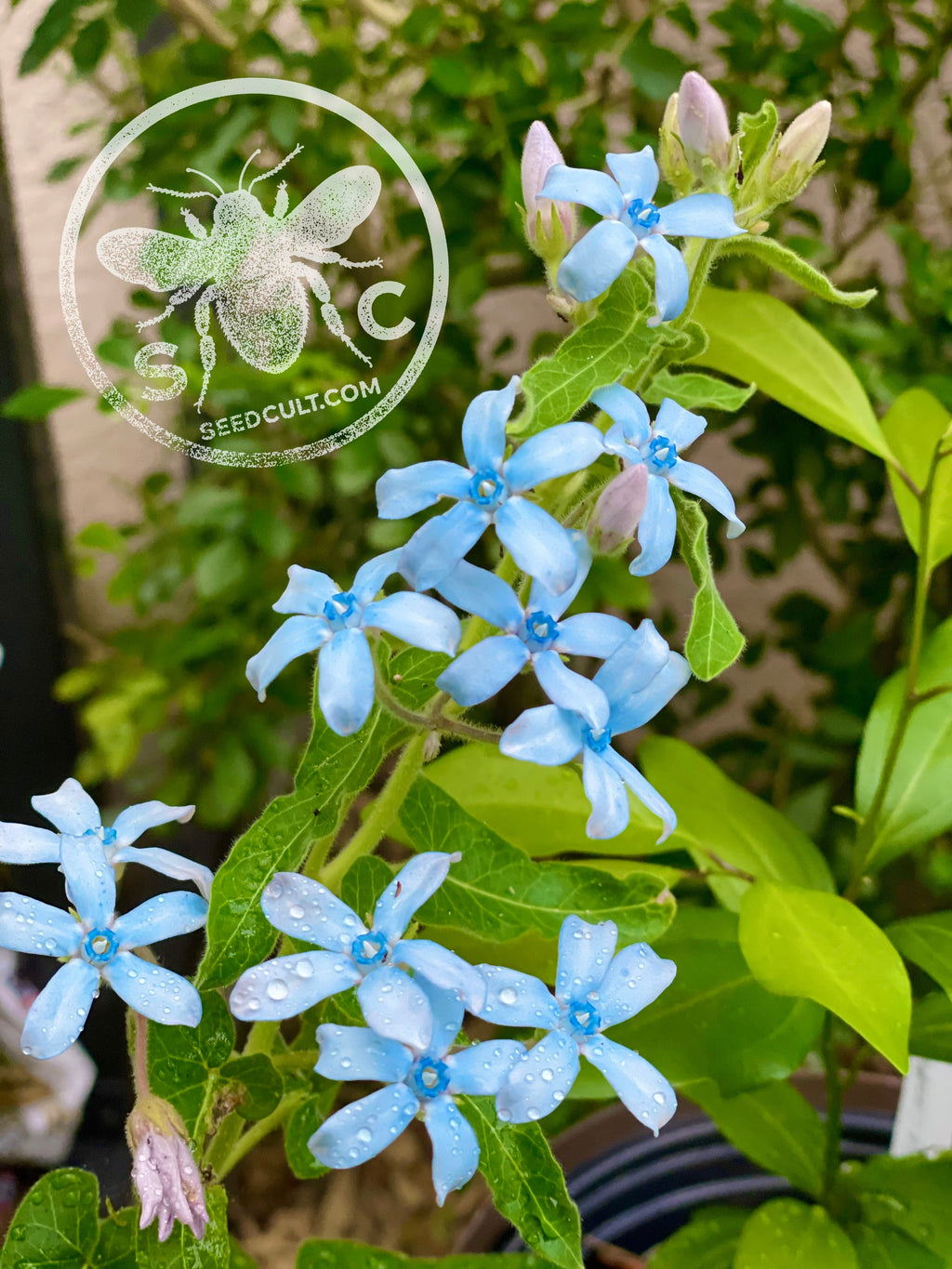 Blue Milkweed Seeds, Heavenly Blue Tweedia, Caerulea, Butterfly, Heavenborn, Oxypetalum caeruleum MW0210
