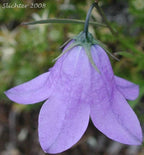 Blue Harebell Seeds, Campanula Rotundifolia, Bluebell CM4025