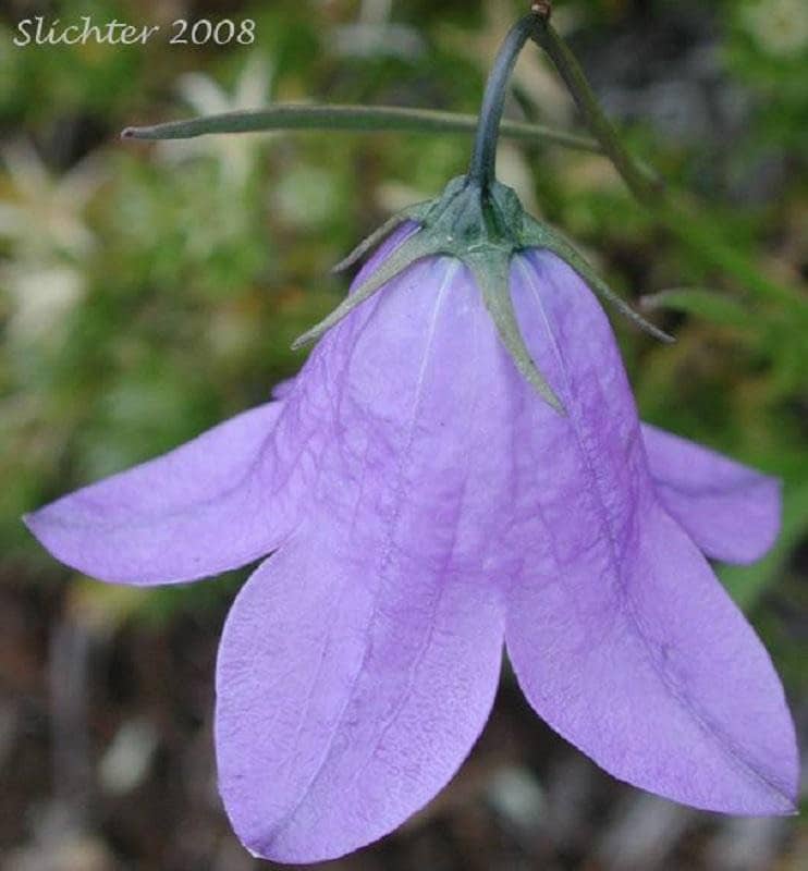 Blue Harebell Seeds, Campanula Rotundifolia, Bluebell CM4025