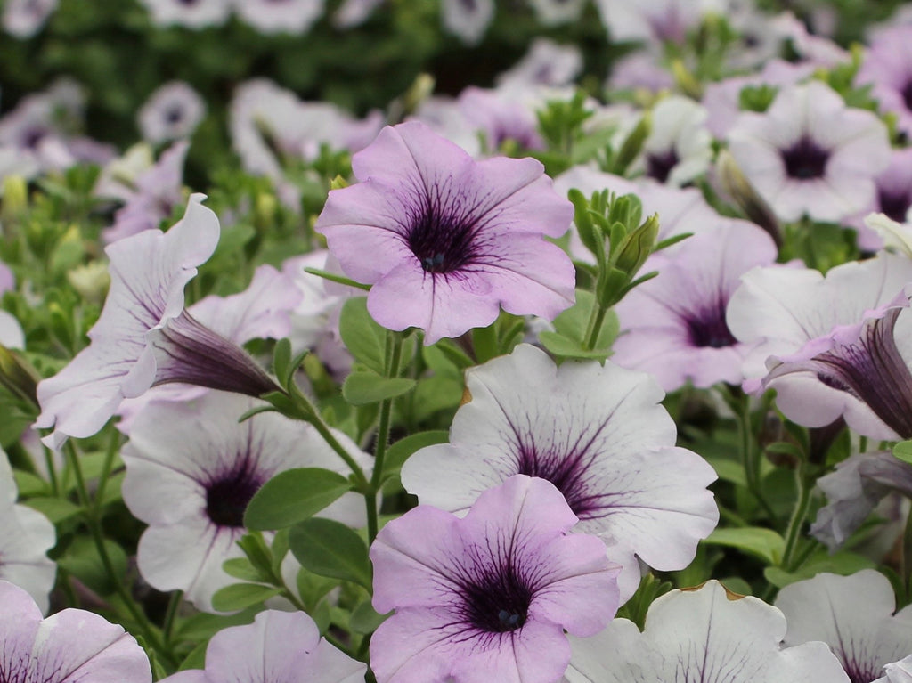 Silver Tidal Wave Petunia Seeds, Pelleted for easier sowing and germination, Petunia Hybrida PE5010P