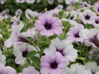 Silver Tidal Wave Petunia Seeds, Pelleted for easier sowing and germination, Petunia Hybrida PE5010P