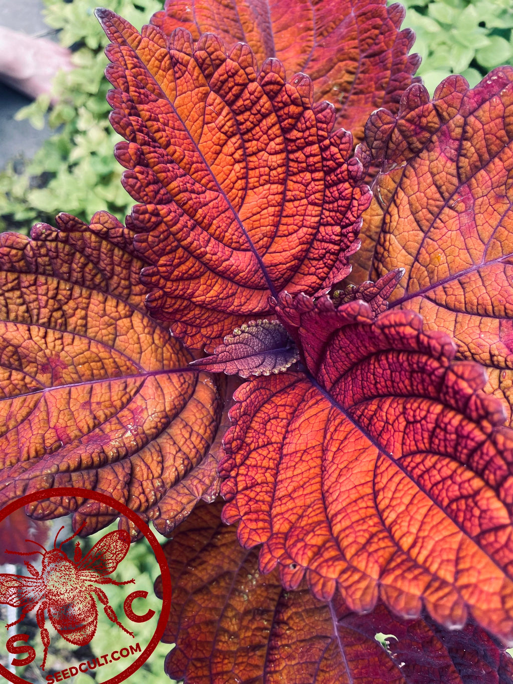 Rainbow Volcano Coleus Seeds, Super Rainbow Volcano, Indoor, Coleus for Sun or Shade Plant CC1120P