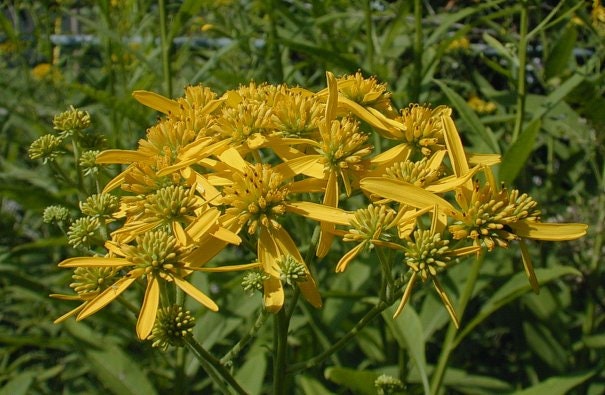 Wingstem Seeds, Native Wildflower, Verbesina Alternifolia VB0125