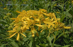 Wingstem Seeds, Native Wildflower, Verbesina Alternifolia VB0125