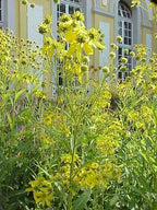 Wingstem Seeds, Native Wildflower, Verbesina Alternifolia VB0125