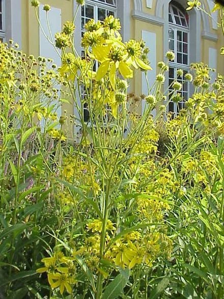 Wingstem Seeds, Native Wildflower, Verbesina Alternifolia VB0125