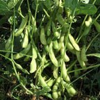 25 Midori Giant Edamame Soybean Seeds, Japanese Edamame, Glycine Max GL0225
