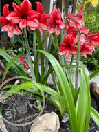 Amaryllis ‘Samson’s Red Apple’ Seeds, Fresh Seed, Hippestratum AM4010