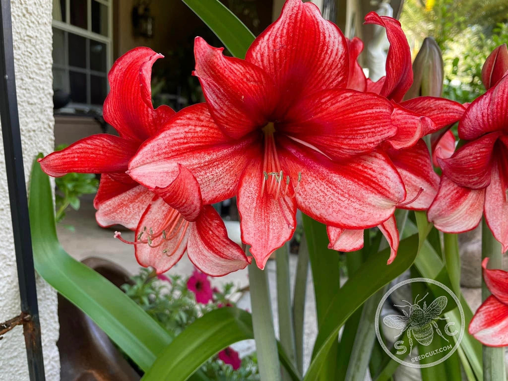 Amaryllis ‘Samson’s Red Apple’ Seeds, Fresh Seed, Hippestratum AM4010