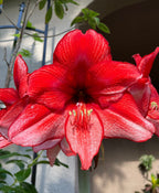 Amaryllis ‘Samson’s Red Apple’ Seeds, Fresh Seed, Hippestratum AM4010