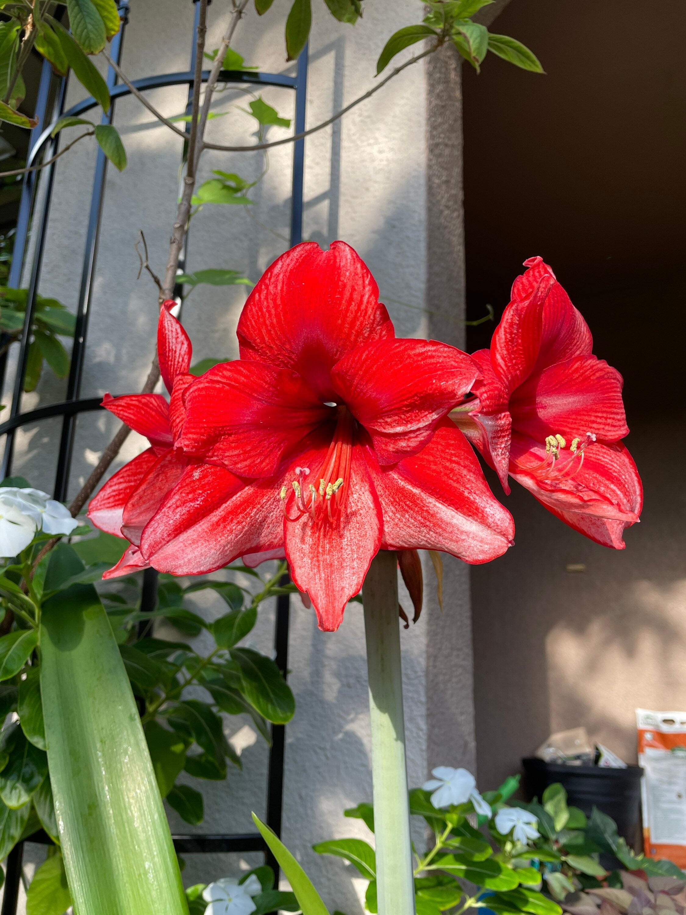 Amaryllis ‘Samson’s Red Apple’ Seeds, Fresh Seed, Hippestratum AM4010