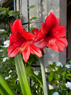 Amaryllis ‘Samson’s Red Apple’ Seeds, Fresh Seed, Hippestratum AM4010