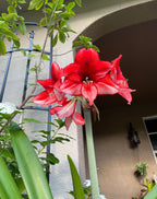 Amaryllis ‘Samson’s Red Apple’ Seeds, Fresh Seed, Hippestratum AM4010