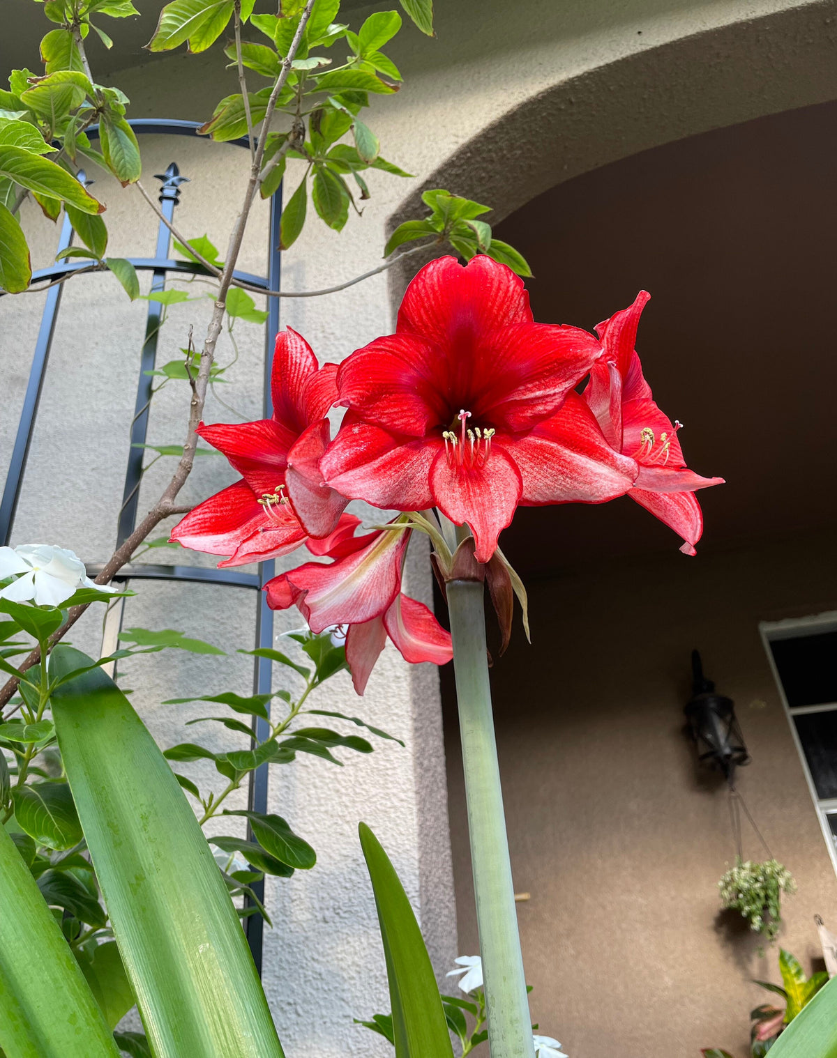 Amaryllis ‘Samson’s Red Apple’ Seeds, Fresh Seed, Hippestratum AM4010