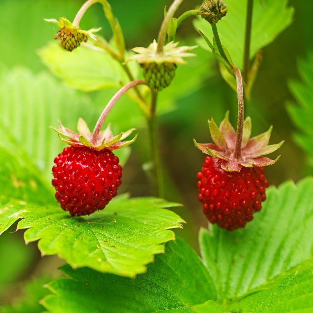 【お値下げ！】 WILDSTRAWBERRY Wild Strawberry Seeds, Tiny Sweet Fruit, Fragaria Virginiana