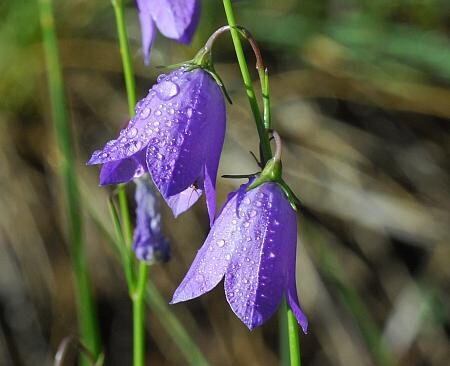 Blue Harebell Seeds, Campanula Rotundifolia, Bluebell CM4025