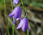 Blue Harebell Seeds, Campanula Rotundifolia, Bluebell CM4025