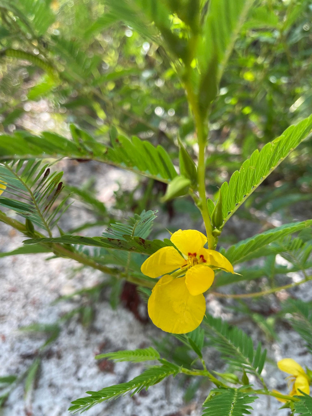 50 Partridge Pea Seeds, US Native Wildflower, Chamaecrista Fasciculata, Cassia Fasciculata CA6150