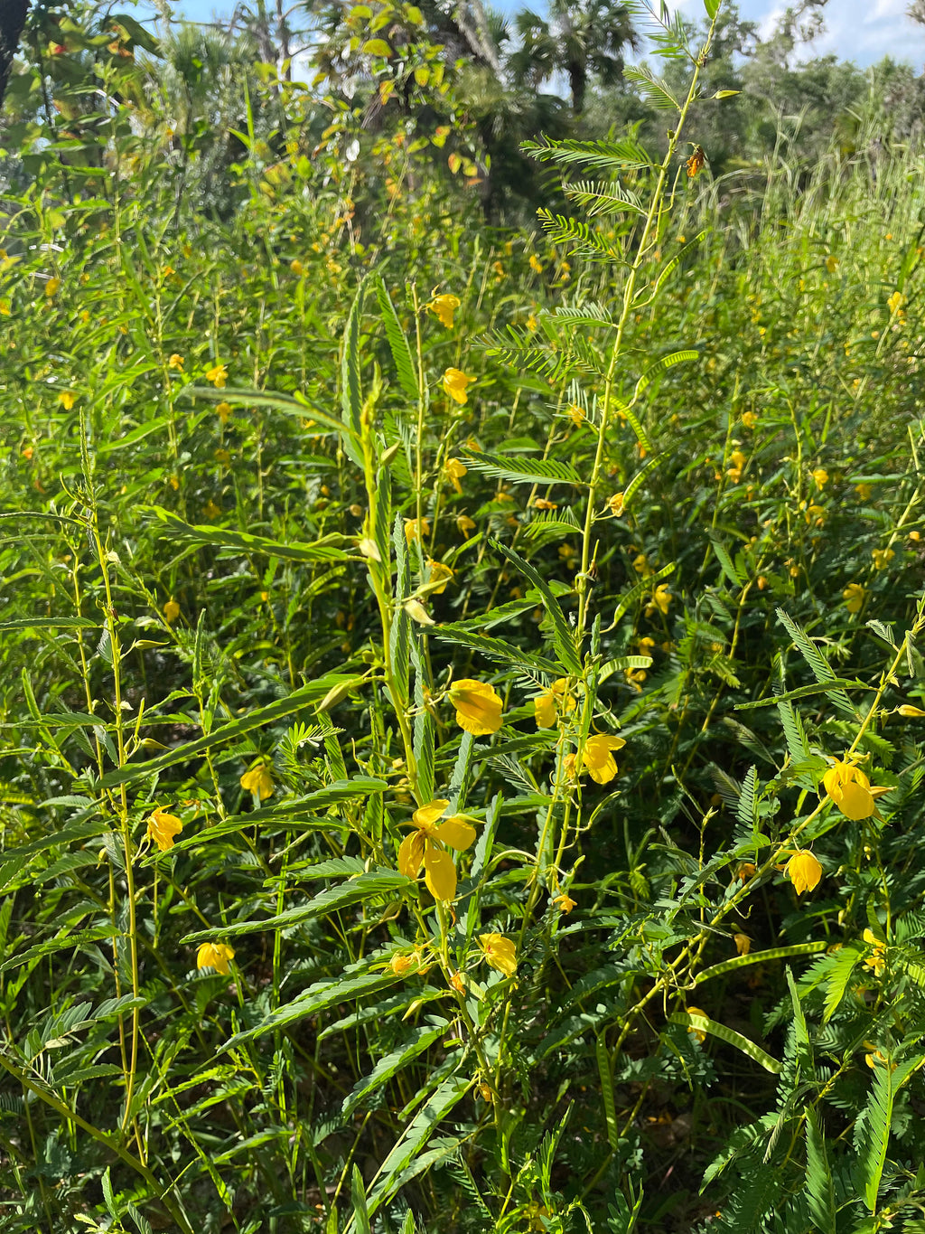 50 Partridge Pea Seeds, US Native Wildflower, Chamaecrista Fasciculata, Cassia Fasciculata CA6150