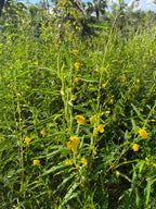 50 Partridge Pea Seeds, US Native Wildflower, Chamaecrista Fasciculata, Cassia Fasciculata CA6150